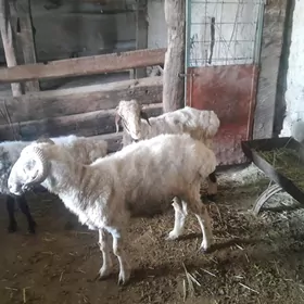 Goýun