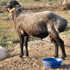 goç