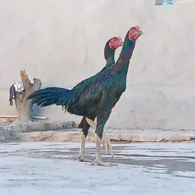 paroda horaz