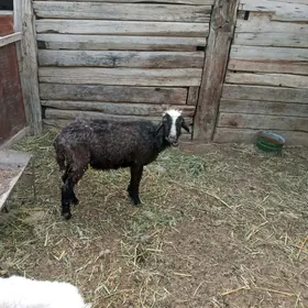 goýun