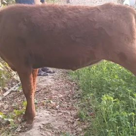 Gunajyn