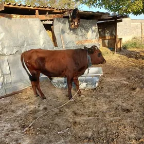 öküz