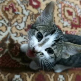 котенок