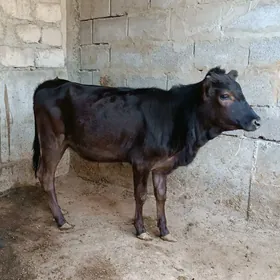gibirit tuwe7aŷlyk