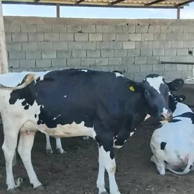 golisdeyin sygyrlar