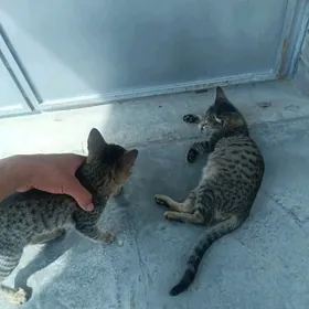 Pişik