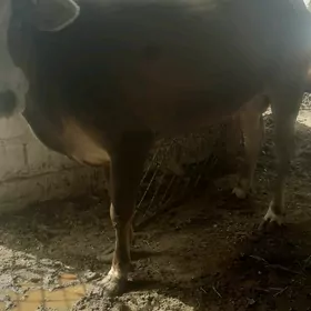 semiz gacar