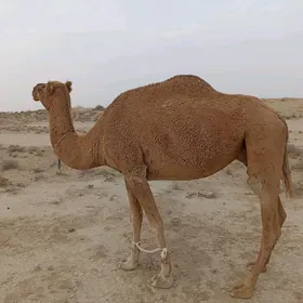 düÿe