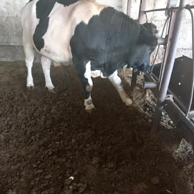 öküz