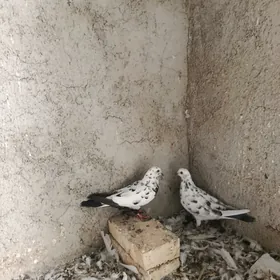 kepderi