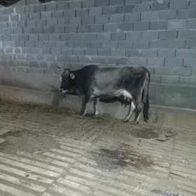 Gòleli sygyr