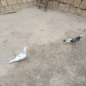 kepderi