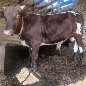 Öküz