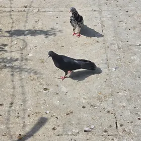 kepderi
