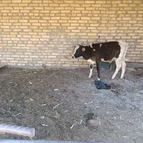öküz