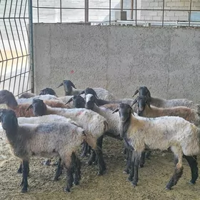 TOKLYLAR BAKYLAN