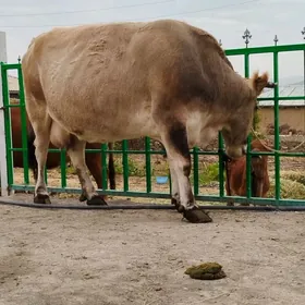 arassa şiwit bogoz sygyr