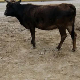 Sygyr göleli