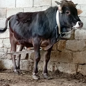 Öküz
