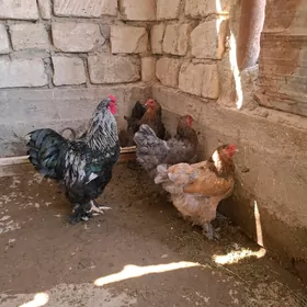 Brama horaz