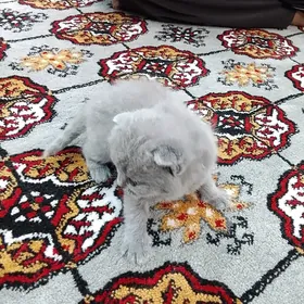 wislouh pishik/Вислоух пишик