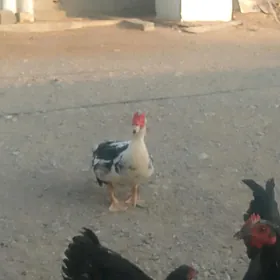 brama