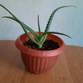 цветы алоэ