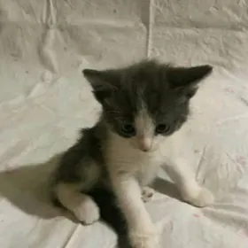 котенок