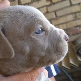 pitbull