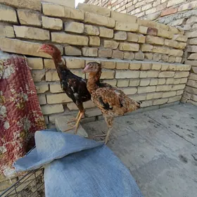 özbek baýsow