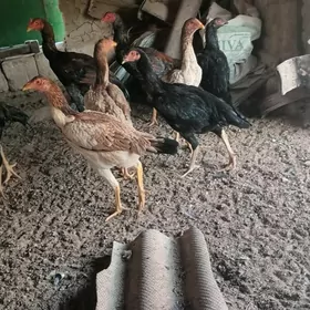 baýsow horaz