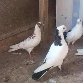 kepderi