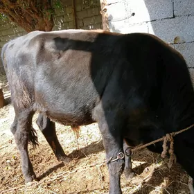 ökuz