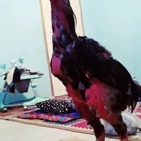 Oscar