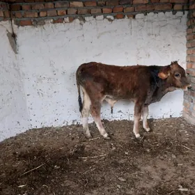 kubin gatyşyk okuzçe