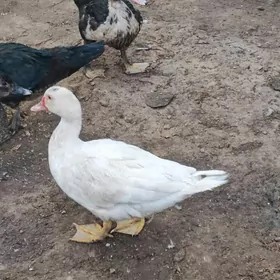 İndautka