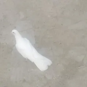 kepderi