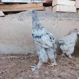 brama