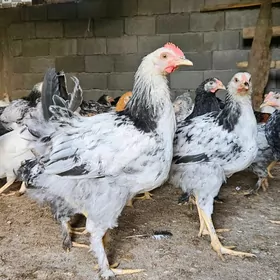balgar jujeler