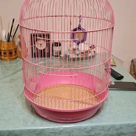 домашние животные