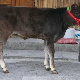 Şiwet Tuwe