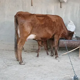goleli