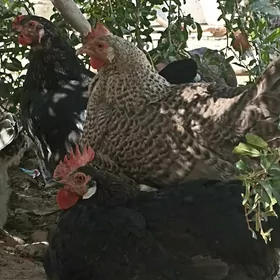 Towuklar