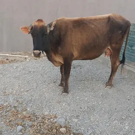 Sygyr