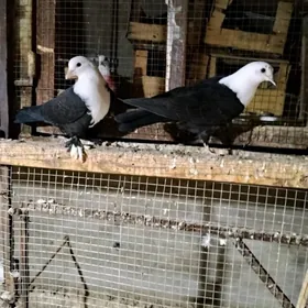 kepderi