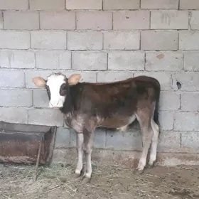 Okuzce Gole