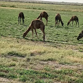 Torumlar