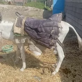 eşek we arabasy