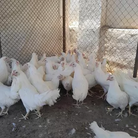 ỳaş ak maki