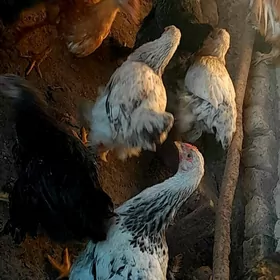 Brama towuk